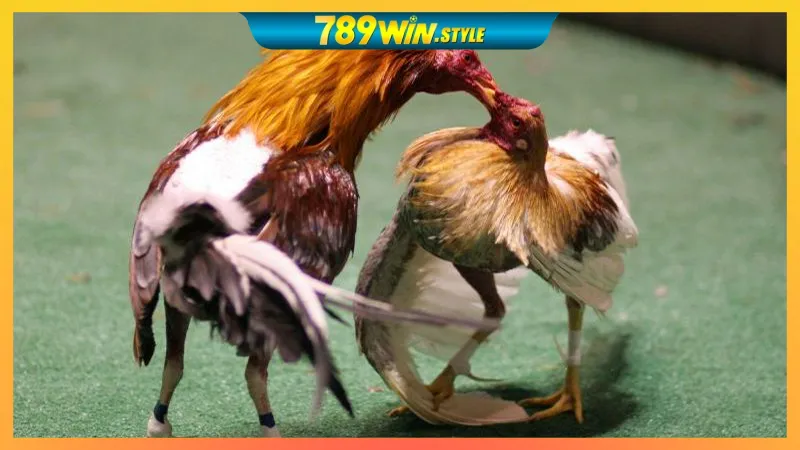 GO88 – LINK VÀO GO88, TẢI APP GO88