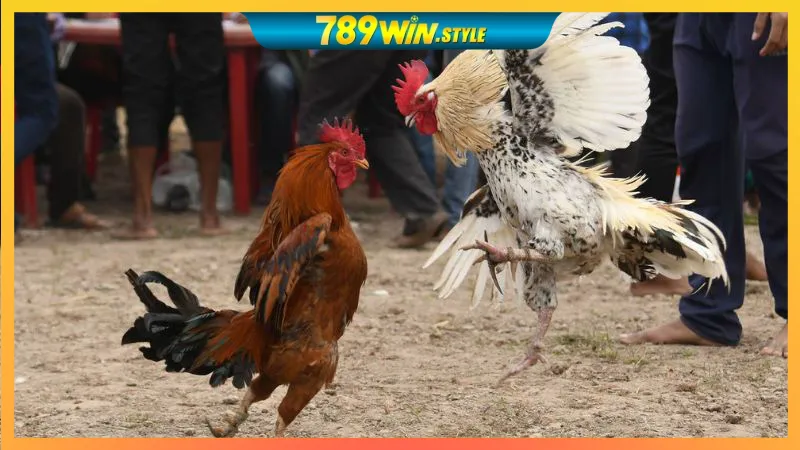 GO88 – LINK VÀO GO88, TẢI APP GO88