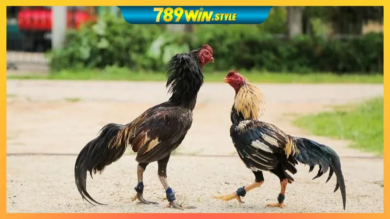 GO88 – LINK VÀO GO88, TẢI APP GO88